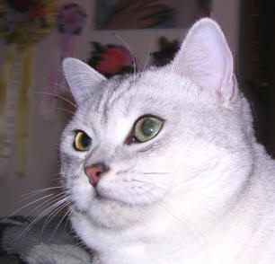 Arlette ne voulait pas de chaton, son intérieur ne l'aurait pas supporté. AZZARO vit à présent comme un coq en pâte dans ce bel appartement dont il est le prince.