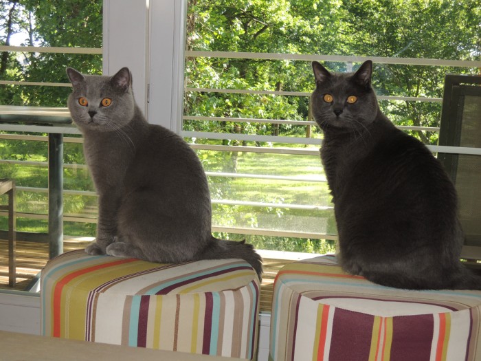GALWAY est à présent retraité, il a quitté la maison pour rejoindre Sylvie et Vincent dans la région parisienne. Son copain BUPY le chartreux l'attendait avec impatience.
Grâce aux messages de Sylvie nous avons pu suivre son adaptation, grand merci !