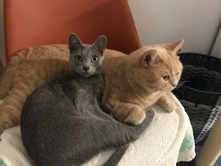 Shelby et sa frangine Hippie profitent de la vie, et d'escapades en Vendée