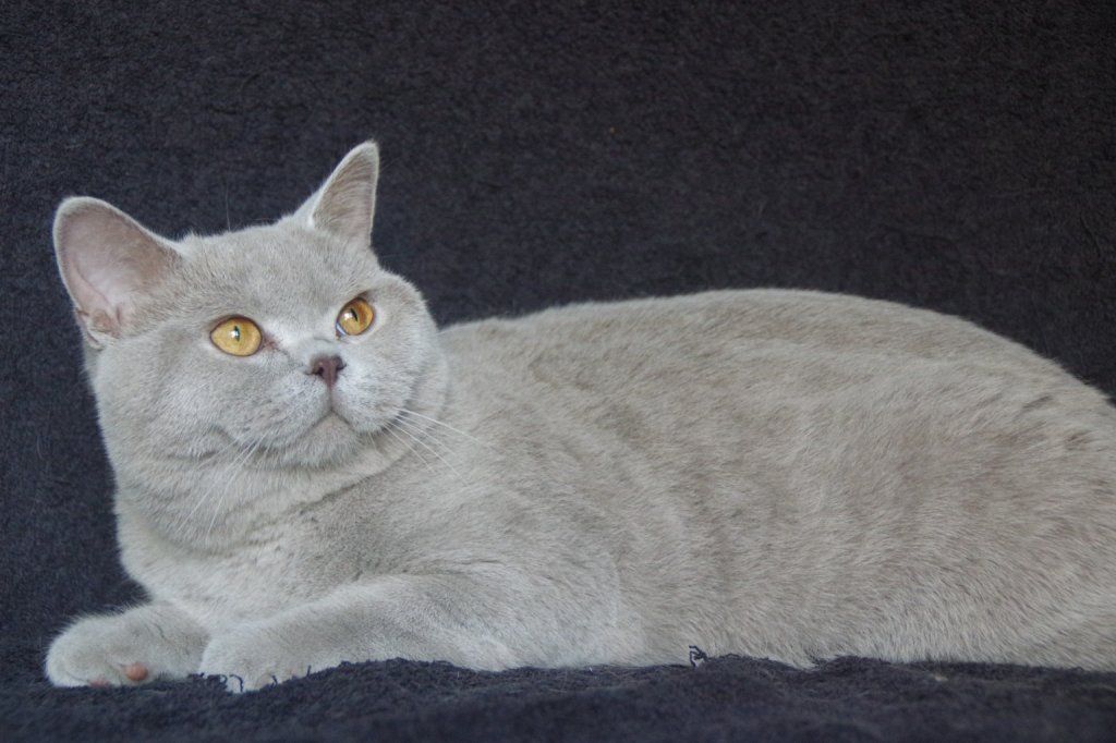 Vegas est parti chez mon amie de longue date Sylvie, il est heureux au milieu des exo et siamois sans oublier les toutous. Une vie de pacha pour ce beau bébé
Vegas participe à des expositions, les podiums s'enchainent !