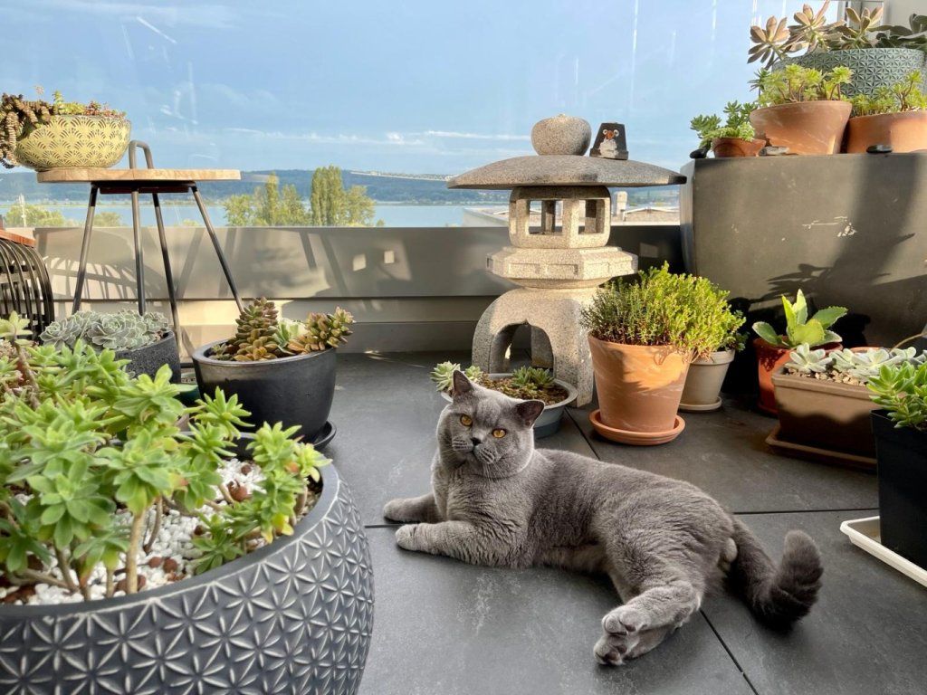 et voilà encore un grand malheureux ! Pétrus vit en Suisse et admire le lac depuis sa jolie terrasse.