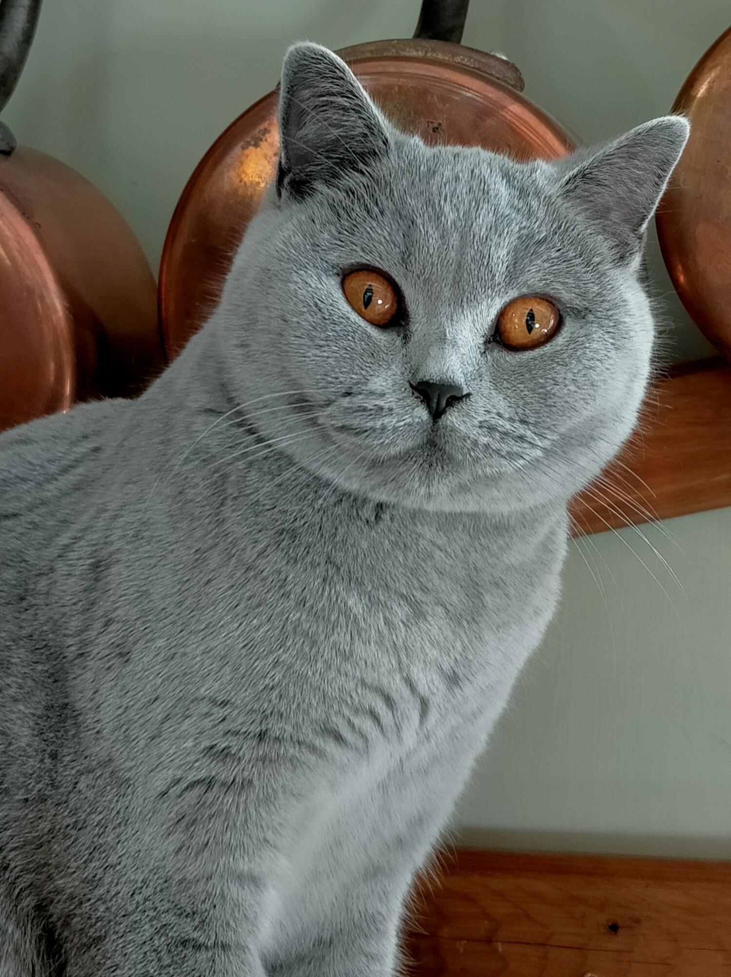 femelle british shorthair bleu