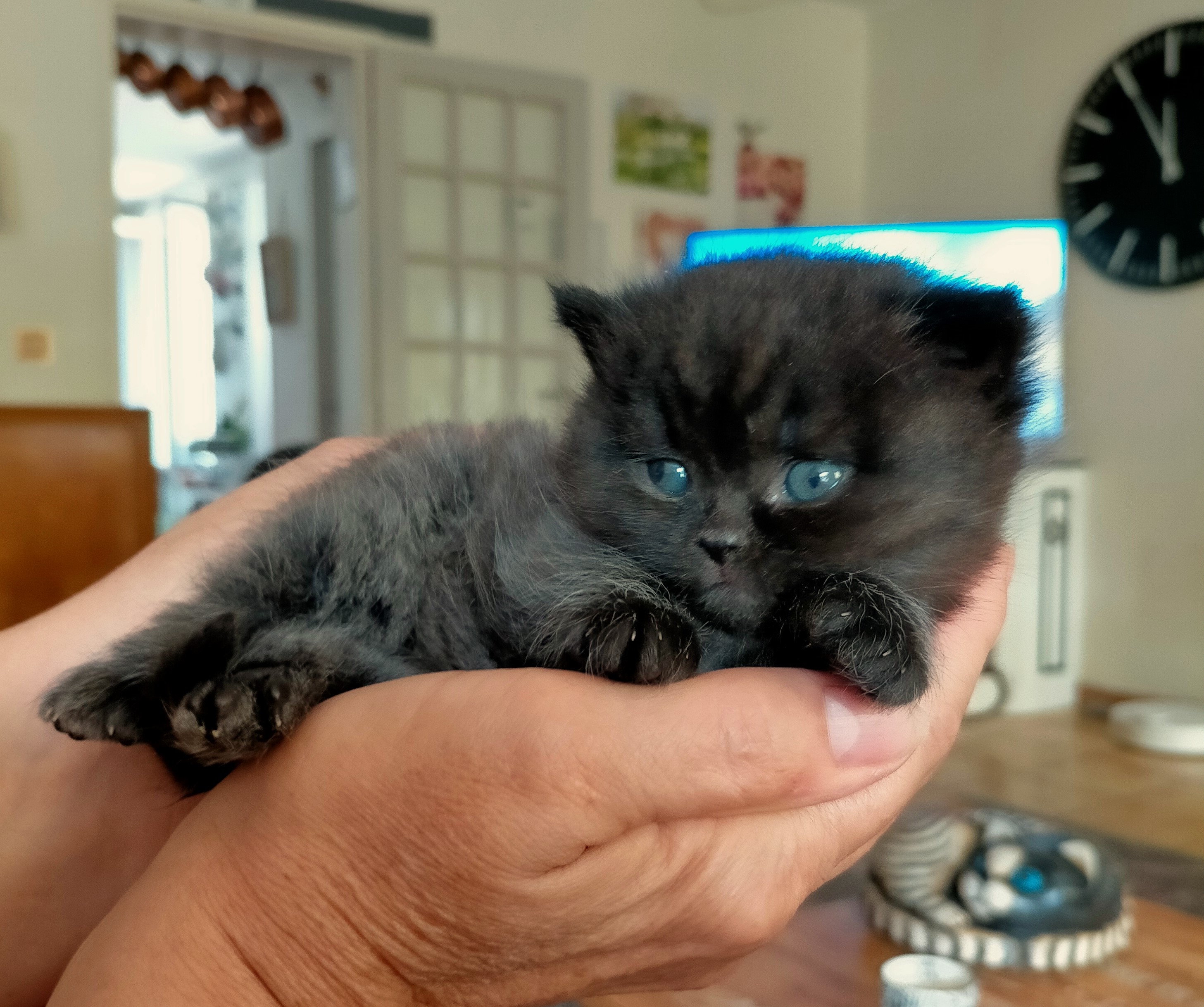 black is beautiful chaton british shorthair noir