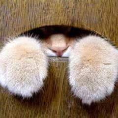 chaton british solal des as