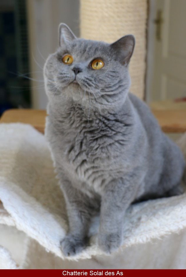 british shorthair male bleu