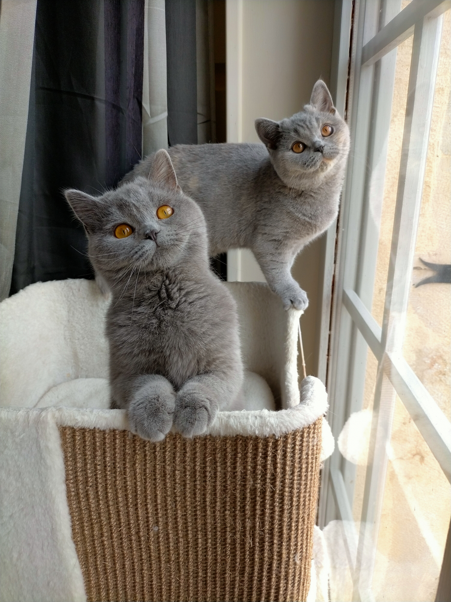 chatonnes british shorthair bleu