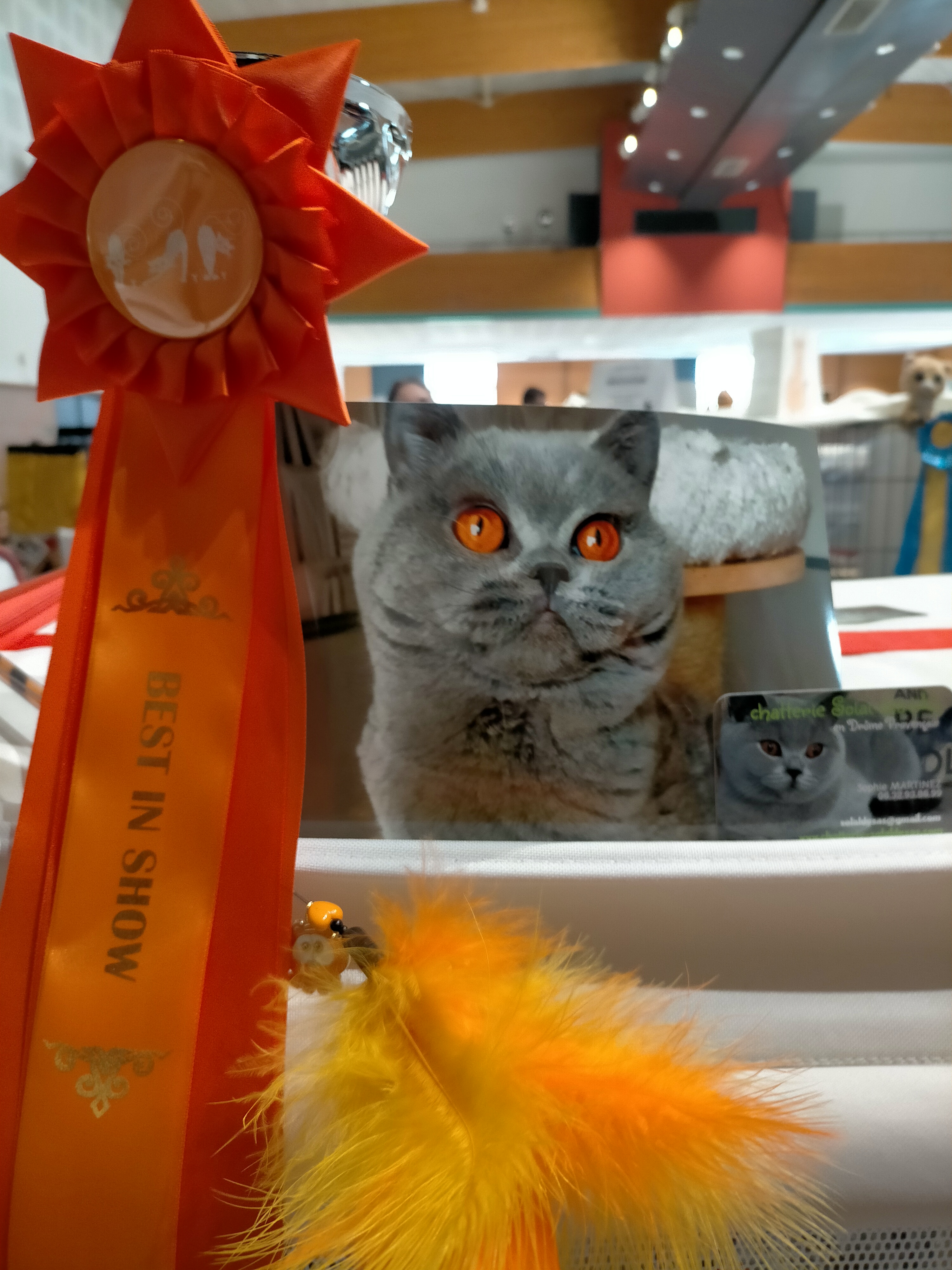 Podium pour théodore