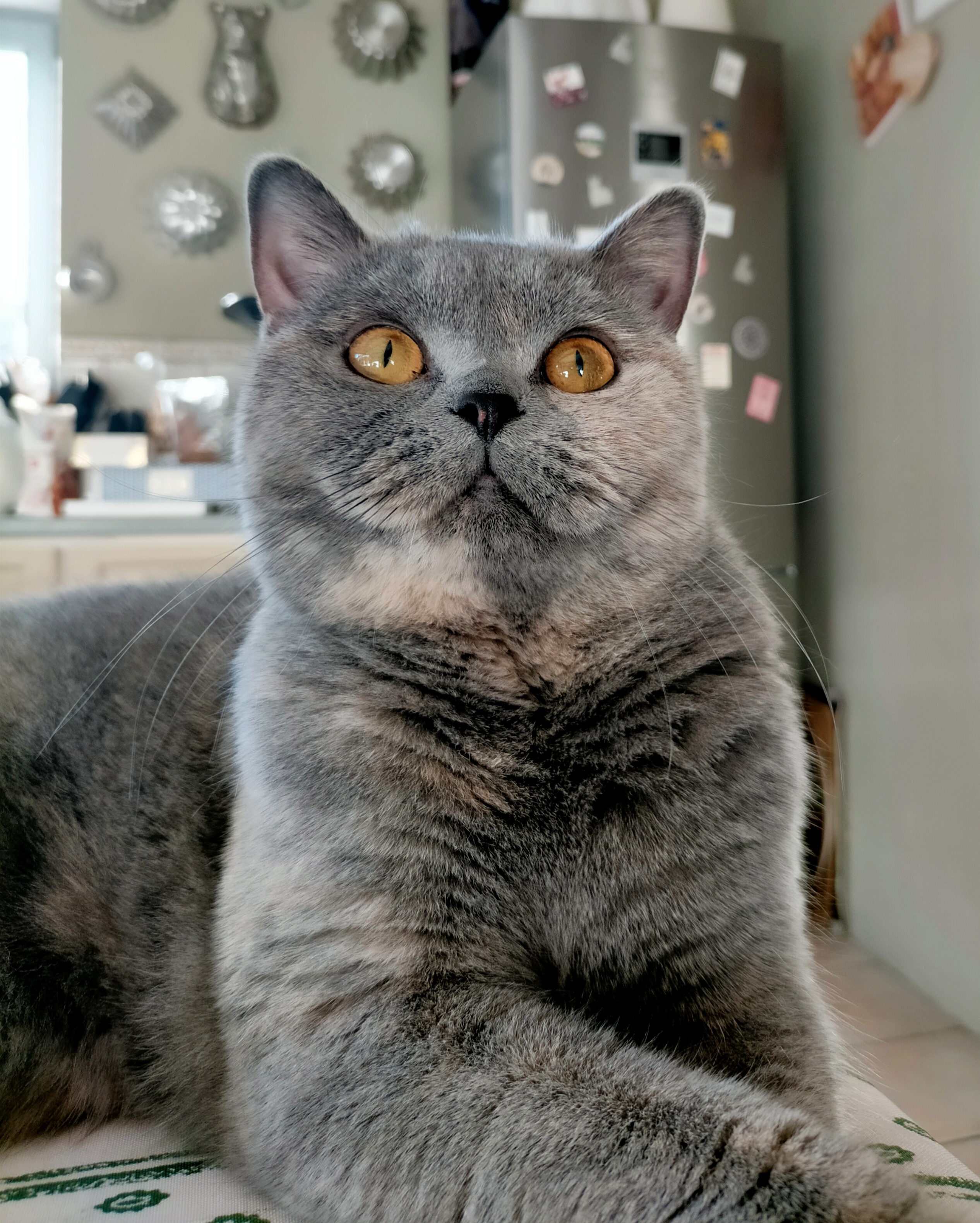 Femelle british shorthair